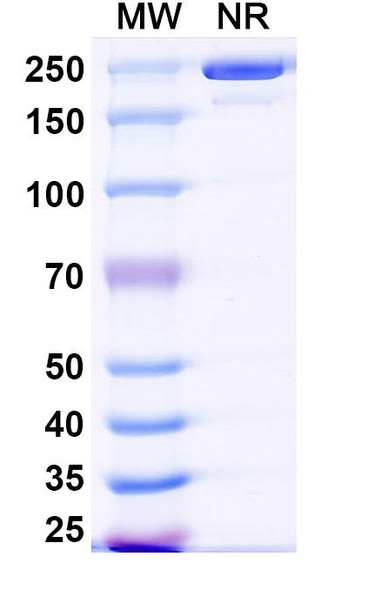 SYN-005-11E6 Antibody - SDS-PAGE
