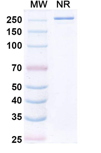 SYN-005-11E6 Antibody - SDS-PAGE