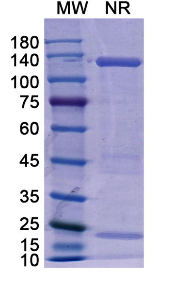 Basiliximab Antibody - SDS-PAGE