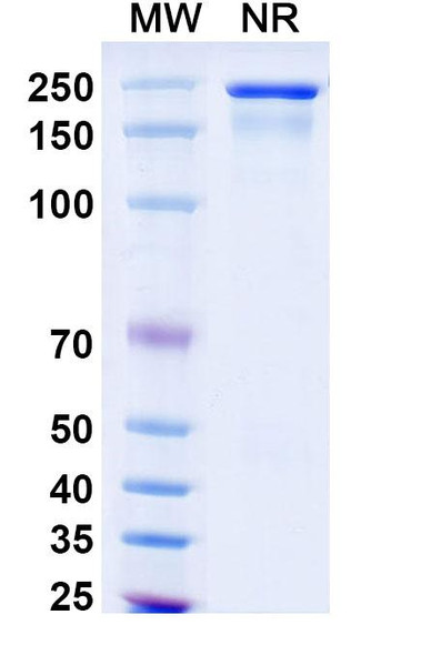 Omalizumab Antibody - SDS-PAGE