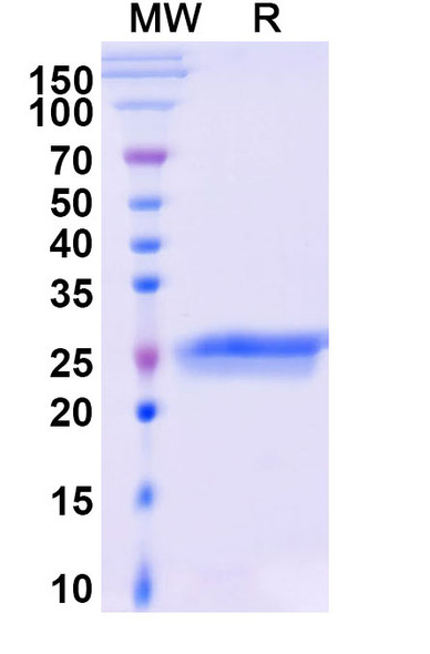 Ranibizumab Antibody - SDS-PAGE