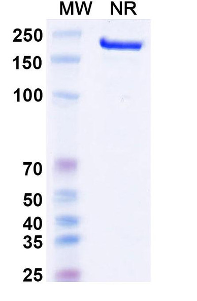 Canakinumab Antibody - SDS-PAGE
