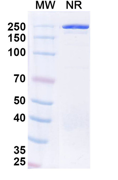 Ofatumumab Antibody - SDS-PAGE
