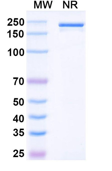 Denosumab Antibody - SDS-PAGE