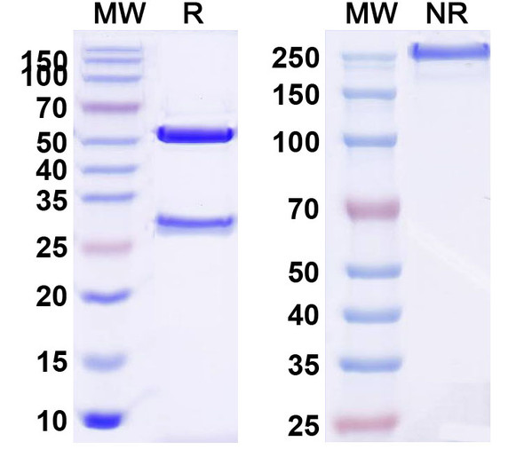 Tocilizumab Antibody - SDS-PAGE