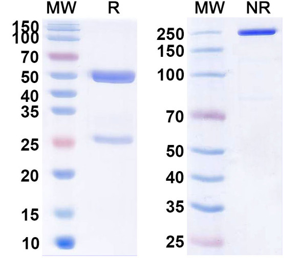 Belimumab Antibody - SDS-PAGE