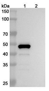 Belimumab Antibody - WB