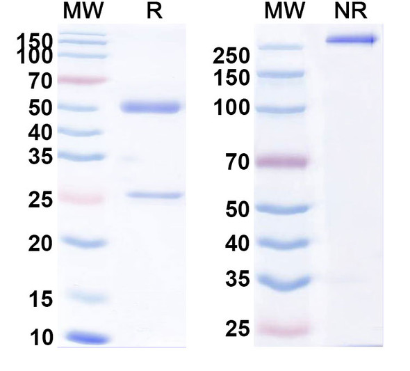 Raxibacumab Antibody - SDS-PAGE