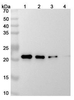 Siltuximab Antibody - WB