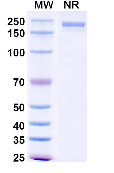 Dinutuximab Antibody - SDS-PAGE
