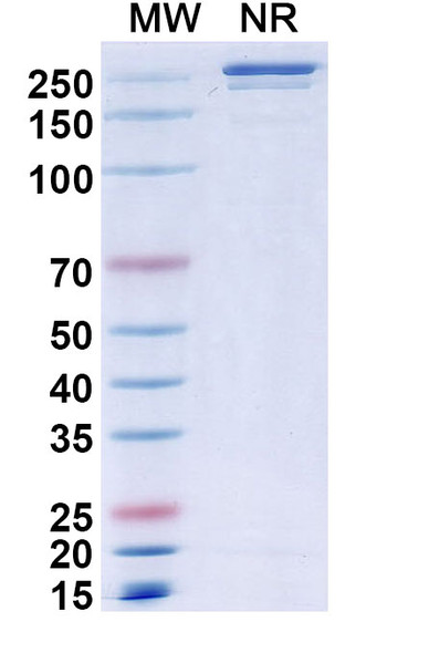 Elotuzumab Antibody - SDS-PAGE
