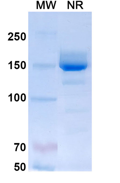 Mepolizumab Antibody - SDS-PAGE