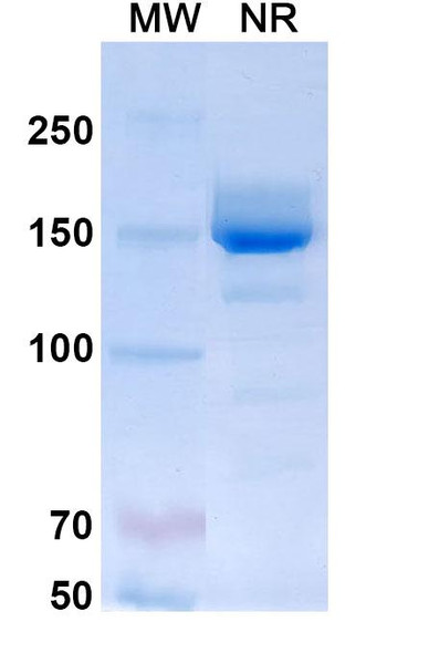 Mepolizumab Antibody - SDS-PAGE