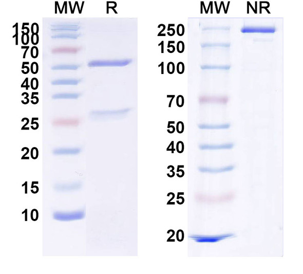 Reslizumab Antibody - SDS-PAGE