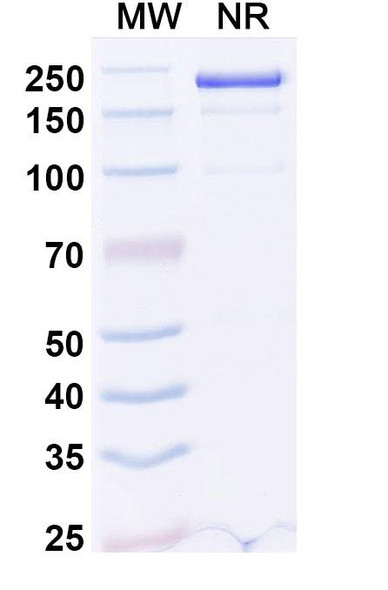 Dupilumab Antibody - SDS-PAGE