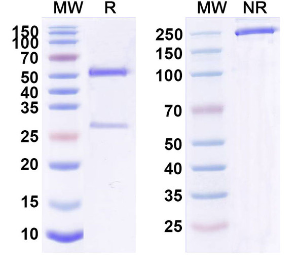 Guselkumab Antibody - SDS-PAGE