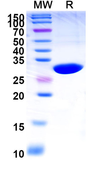 Caplacizumab Antibody - SDS-PAGE