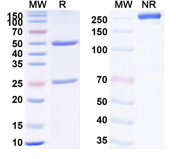 Fremanezumab Antibody - SDS-PAGE