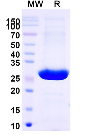 Brolucizumab Antibody - SDS-PAGE