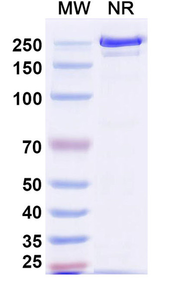 Polatuzumab Antibody (Polatuzumab Vedotin ADC, Payload-Free) - SDS-PAGE
