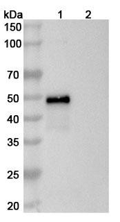 Risankizumab Antibody - WB