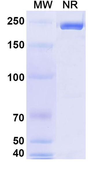 Isatuximab Antibody - SDS-PAGE