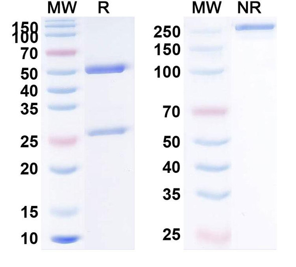 Inebilizumab Antibody - SDS-PAGE