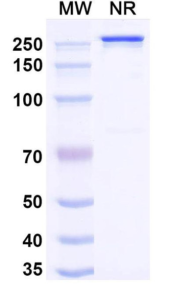 Naxitamab Antibody - SDS-PAGE