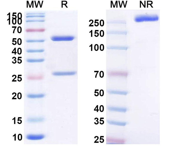 Oncolym Antibody - SDS-PAGE