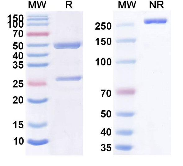 MORAb-028 Antibody - SDS-PAGE