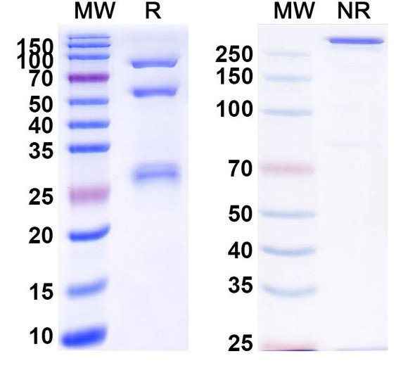 Alnuctamab Antibody - SDS-PAGE