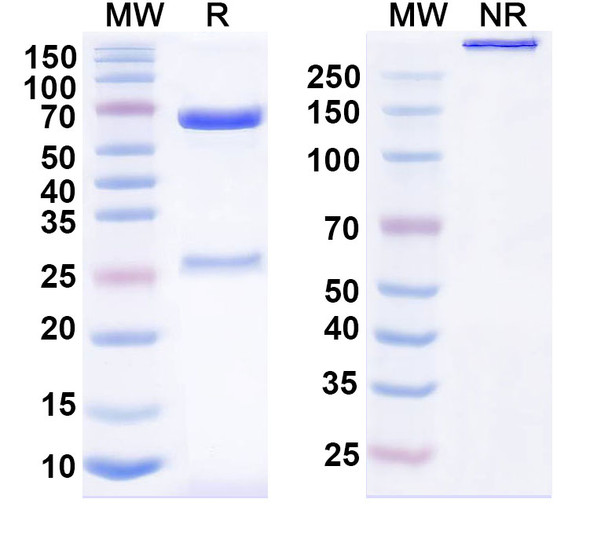Acasunlimab Antibody - SDS-PAGE