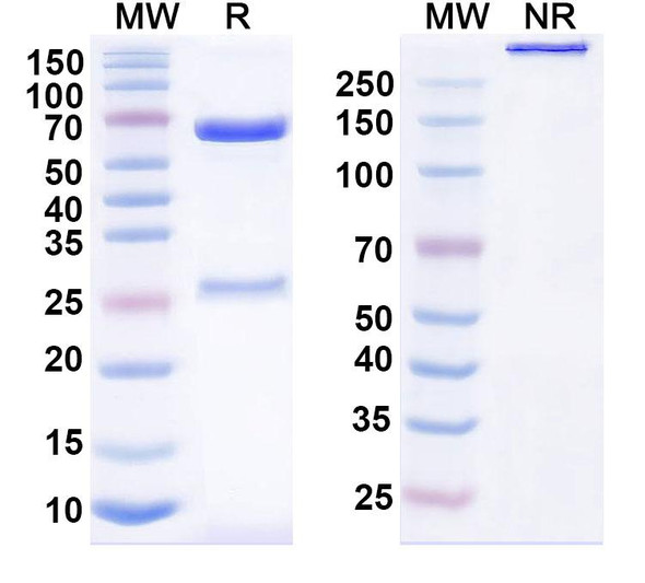Acasunlimab Antibody - SDS-PAGE