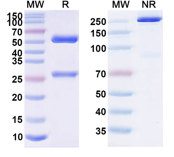 Pimivalimab Antibody - SDS-PAGE