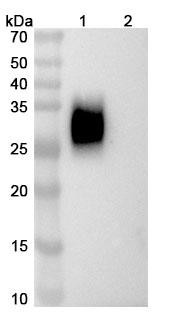 Zeluvalimab Antibody - WB