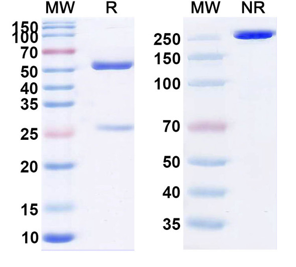 Pucotenlimab Antibody - SDS-PAGE
