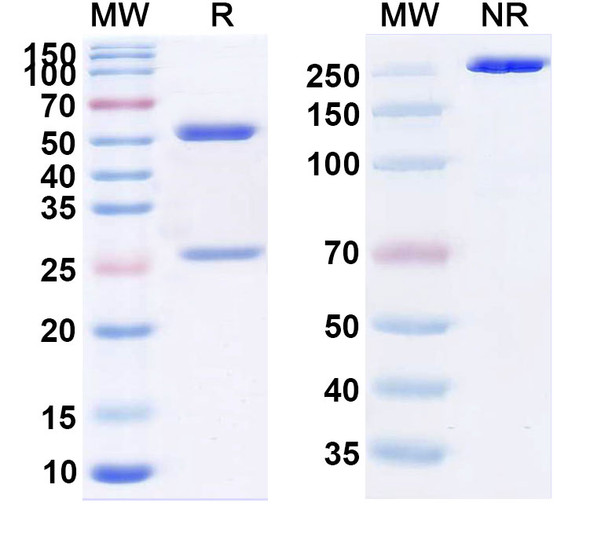 Zuberitamab Antibody - SDS-PAGE