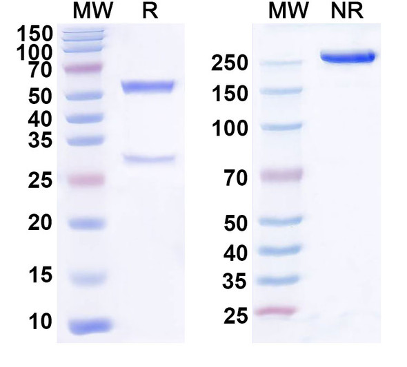 Domvanalimab Antibody - SDS-PAGE