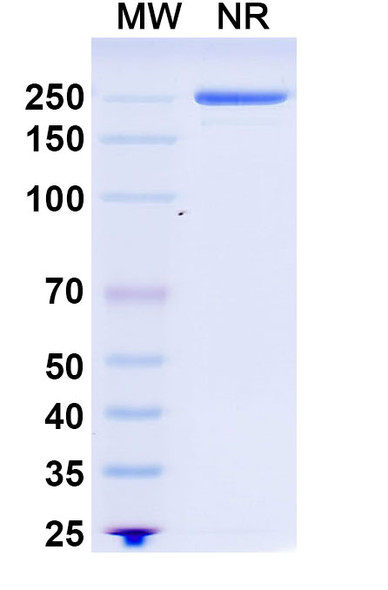 Recaticimab Antibody - SDS-PAGE