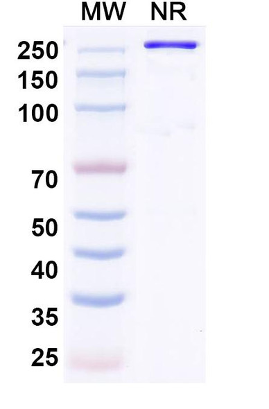 Recaticimab Antibody - SDS-PAGE