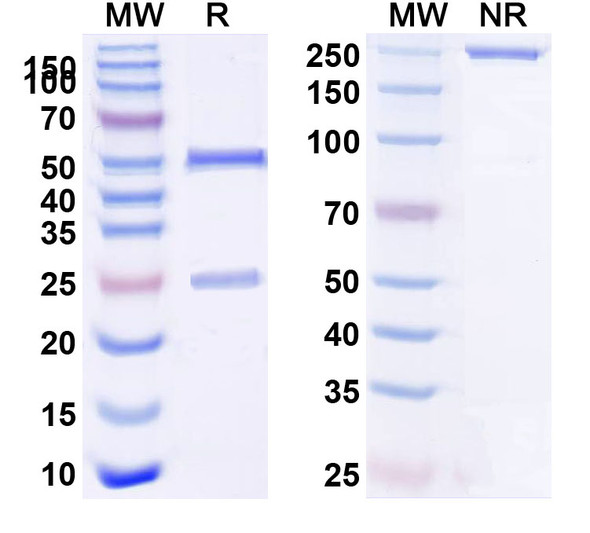 Tozorakimab Antibody - SDS-PAGE