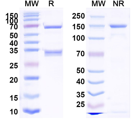 Obrindatamab Antibody - SDS-PAGE