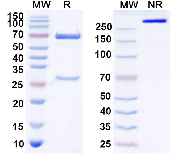 Idactamab Antibody - SDS-PAGE
