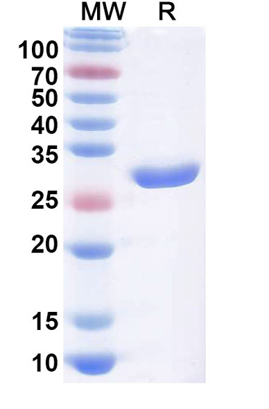 Licaminlimab Antibody - SDS-PAGE