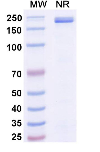 Mibavademab Antibody - SDS-PAGE