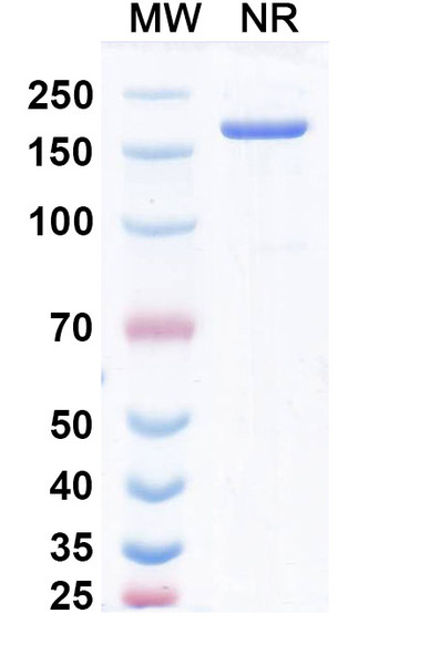 Pavunalimab Antibody - SDS-PAGE