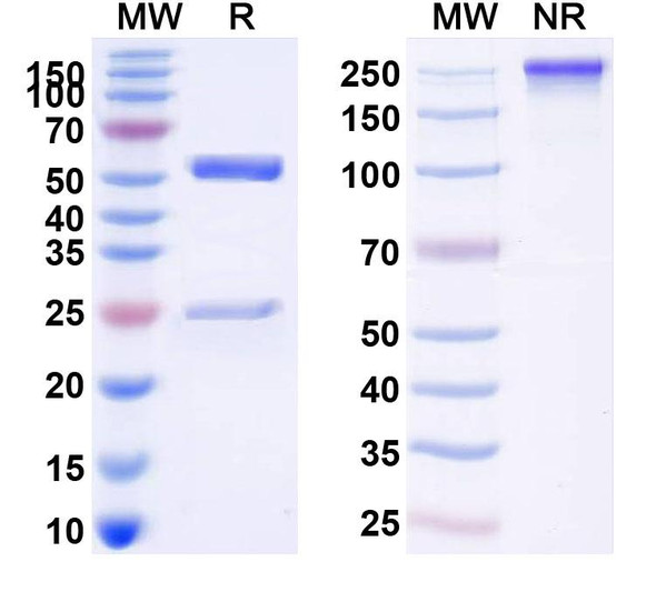 Tixagevimab Antibody - SDS-PAGE