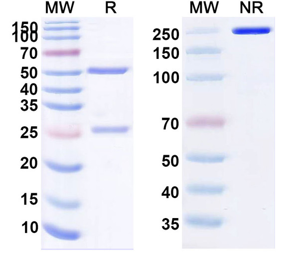 STT-5058 Antibody - SDS-PAGE