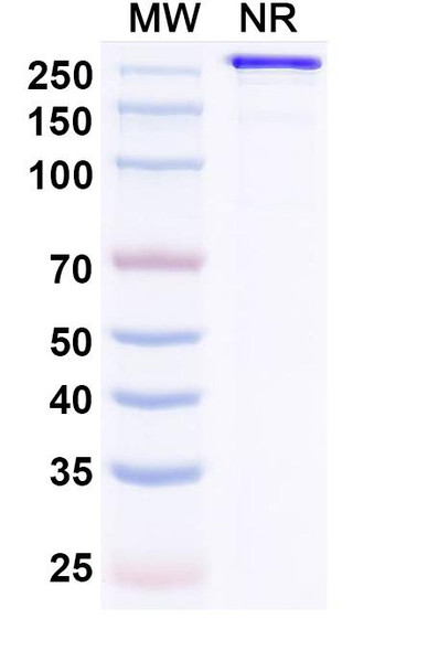MEDI3185 Antibody - SDS-PAGE