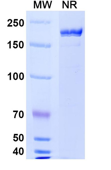 M802 Antibody - SDS-PAGE